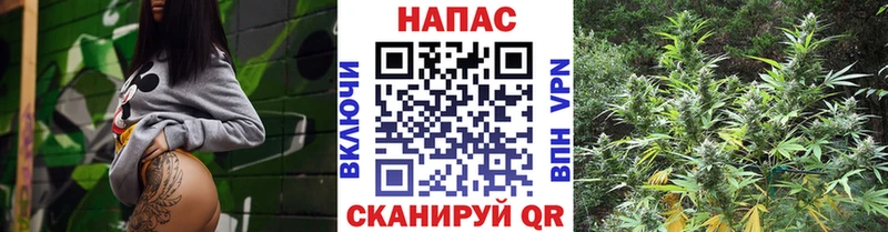 Купить где  Губкин  Шишки марихуана SATIVA & INDICA 